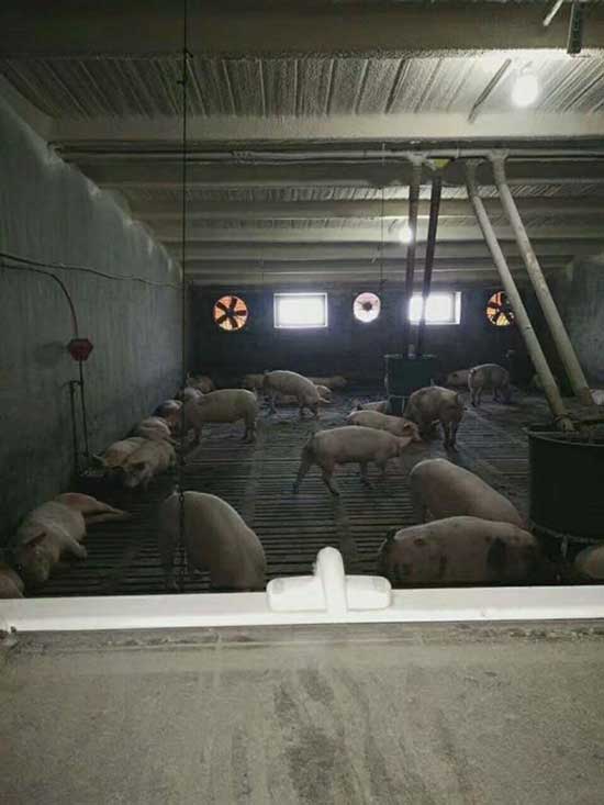 牧原養(yǎng)豬場豬舍屋頂墻壁保溫怎么做噴涂聚氨酯(圖1) 牧原養(yǎng)豬場豬舍屋頂墻壁保溫噴涂聚氨酯案例